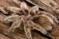 Chilean Rose Tarantula Royalty Free Stock Photo
