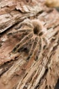 Chilean Rose Tarantula Royalty Free Stock Photo