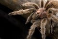 Chilean Rose Tarantula Royalty Free Stock Photo