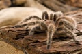 Chilean Rose Tarantula Royalty Free Stock Photo
