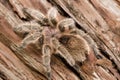 Chilean Rose Tarantula Royalty Free Stock Photo