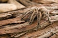 Chilean Rose Tarantula Royalty Free Stock Photo