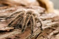 Chilean Rose Tarantula Royalty Free Stock Photo