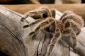 Chilean Rose Tarantula