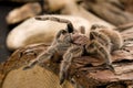 Chilean Rose Tarantula Royalty Free Stock Photo