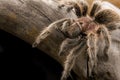 Chilean Rose Tarantula