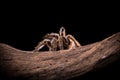 Chilean Rose Tarantula backlit