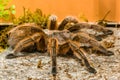 Chilean rosean tarantula