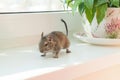 Chilean squirrel degu pet pose on the windowsill Royalty Free Stock Photo