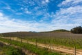 Chilean Vineyard at the end of winter Royalty Free Stock Photo