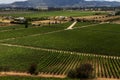 Chilean vineyard panorama
