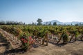 Chilean Vineyard - Santiago, Chile Royalty Free Stock Photo