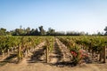 Chilean Vineyard - Santiago, Chile Royalty Free Stock Photo