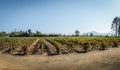 Chilean Vineyard - Santiago, Chile Royalty Free Stock Photo