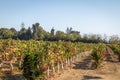 Chilean Vineyard - Santiago, Chile Royalty Free Stock Photo