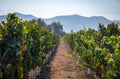 Chilean Vineyard - Santiago, Chile Royalty Free Stock Photo