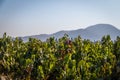 Chilean Vineyard - Santiago, Chile Royalty Free Stock Photo