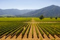 Chilean vineyards Royalty Free Stock Photo