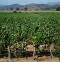 vineyards in late summer in vina del mar, close to the capital santiago de chile Royalty Free Stock Photo