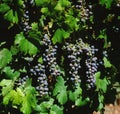 vineyards in late summer in vina del mar, close to the capital santiago de chile Royalty Free Stock Photo