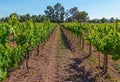 Chilean Wine Vineyard, Maipo, Chile Royalty Free Stock Photo