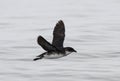 Chileens Alkstormvogeltje, Peruvian Diving-petrel, Pelecanoides Royalty Free Stock Photo