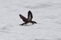 Chileens Alkstormvogeltje, Peruvian Diving-petrel, Pelecanoides Royalty Free Stock Photo