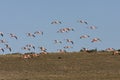 Chileense Flamingo, Chilean Flamingo, Phoenicopterus chilensis Royalty Free Stock Photo