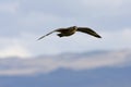 Chileense Grote Jager, Chilean Skua, Stercorarius chilensis