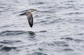 Chileense Grote Pijlstormvogel, Pink-footed Shearwater, Puffinus