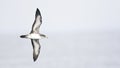 Chileense Grote Pijlstormvogel, Pink-footed Shearwater, Puffinus Royalty Free Stock Photo