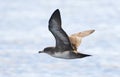 Chileense Grote Pijlstormvogel, Pink-footed Shearwater, Puffinus