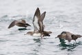 Chileense Grote Pijlstormvogel, Pink-footed Shearwater, Puffinus