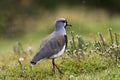 Chileense Kievit, Southern Lapwing, Vanellus chilensis Royalty Free Stock Photo