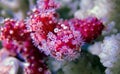 Red Chili Coral - Alcyonium palmatus Royalty Free Stock Photo