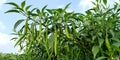 Chili crop field