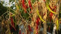 Chili cultivation, one of agriculture with good business value
