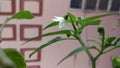Chilli flower