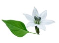 Chili flower and leaf Royalty Free Stock Photo