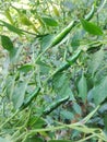 Fresh green chilis on a tree Royalty Free Stock Photo