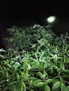 Chili garden at night Royalty Free Stock Photo