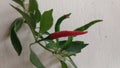 Chilli growing in the City
