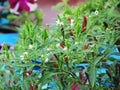 Chili hot peppers plant, CAPSICUM FRUTESCENS LINN BIRD CHILI, C