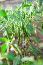 Chili hot peppers plant