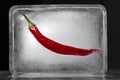 Chili in Ice Royalty Free Stock Photo