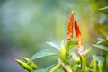 Chili that is incomplete because of anthracnose disease