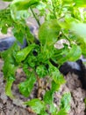 Chili padi small type plant