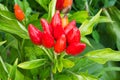 Chili pepper Royalty Free Stock Photo