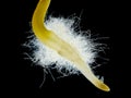 Chili pepper (Capsicum annuum) seedling root hair Royalty Free Stock Photo