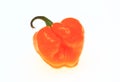 chili pepper, Capsicum annuum